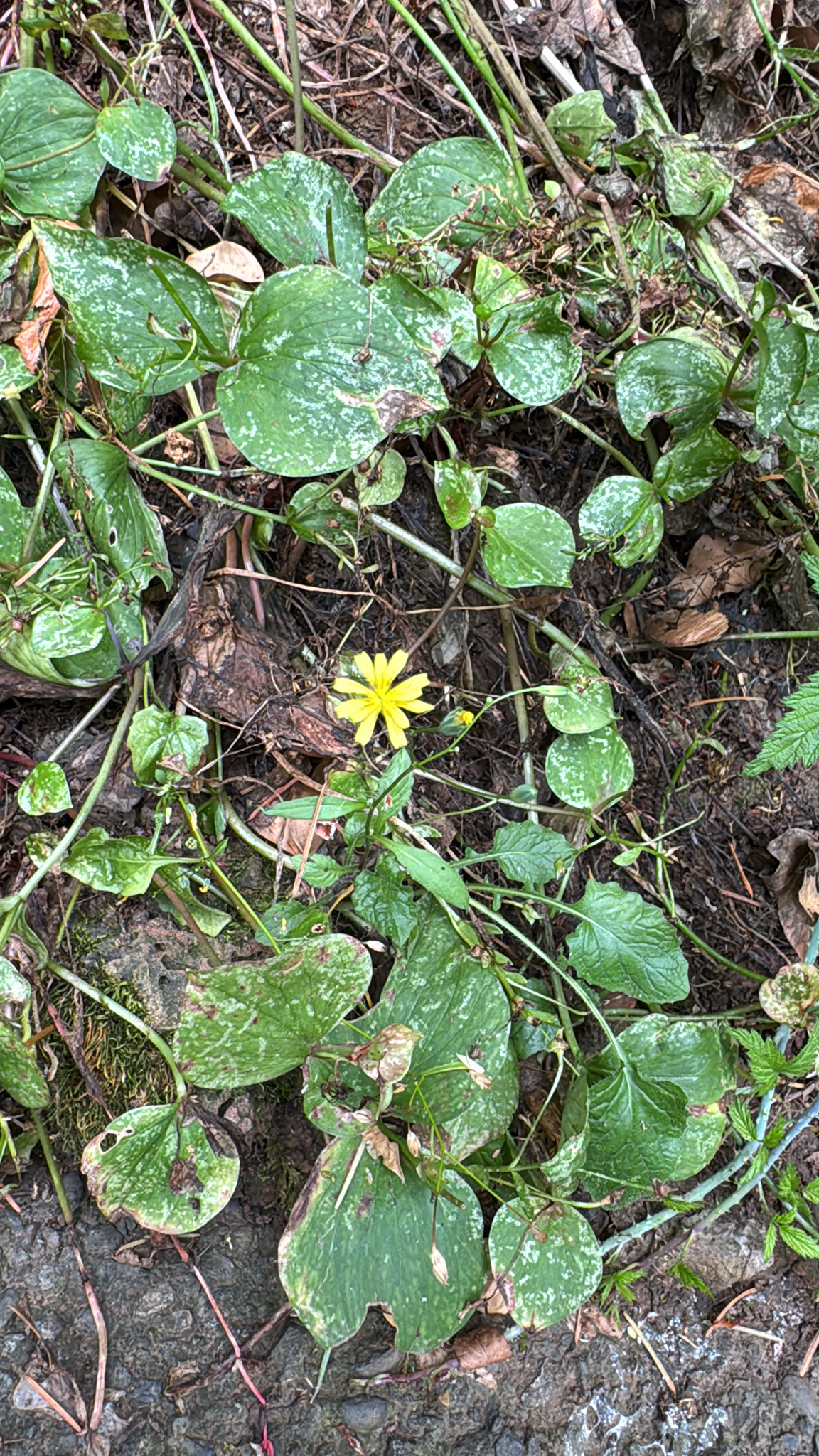 Lapsana communis