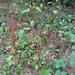 broad-leaved dock