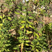 common soapwort
