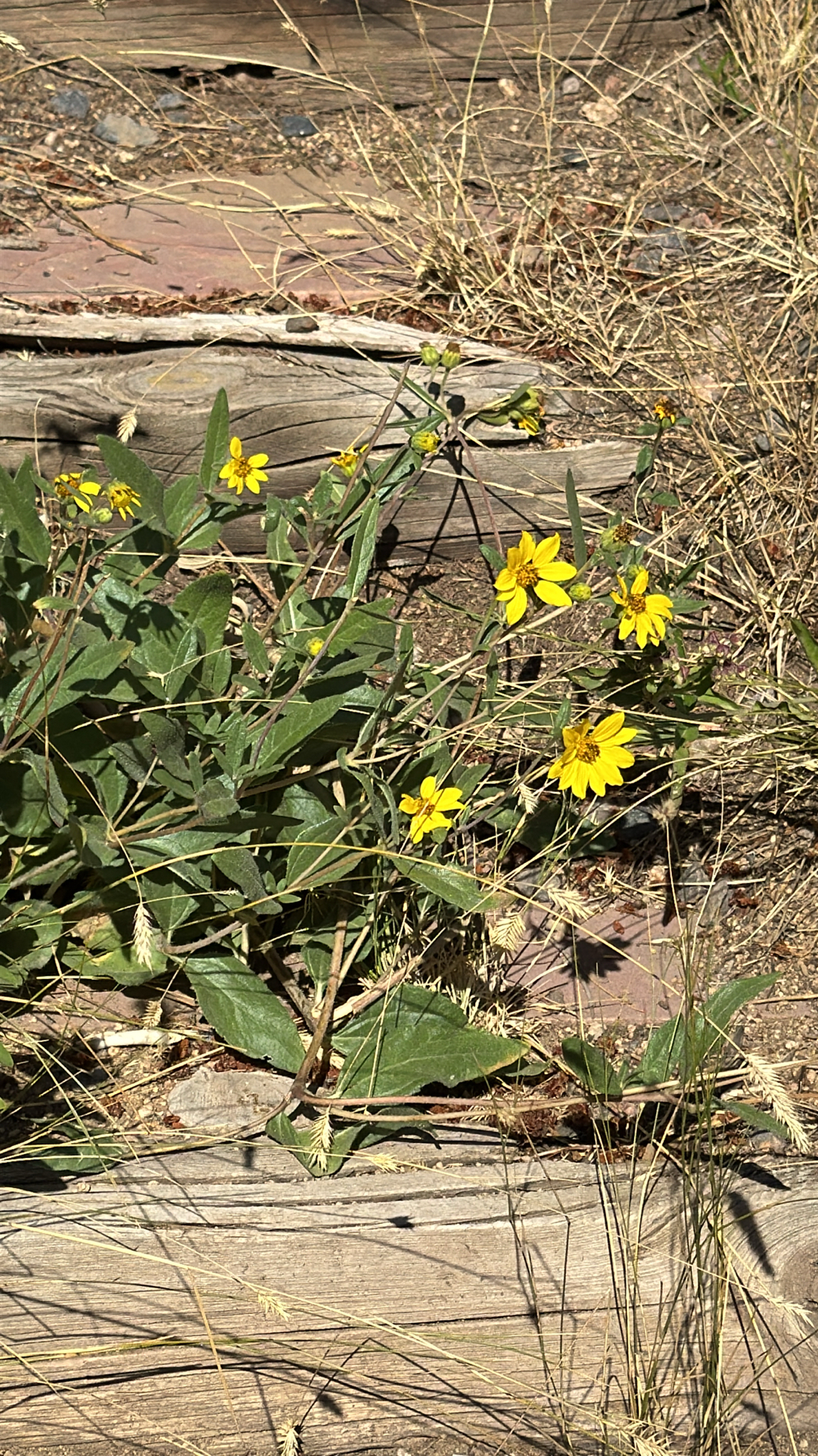 Helianthus