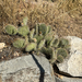 Plains Pricklypear