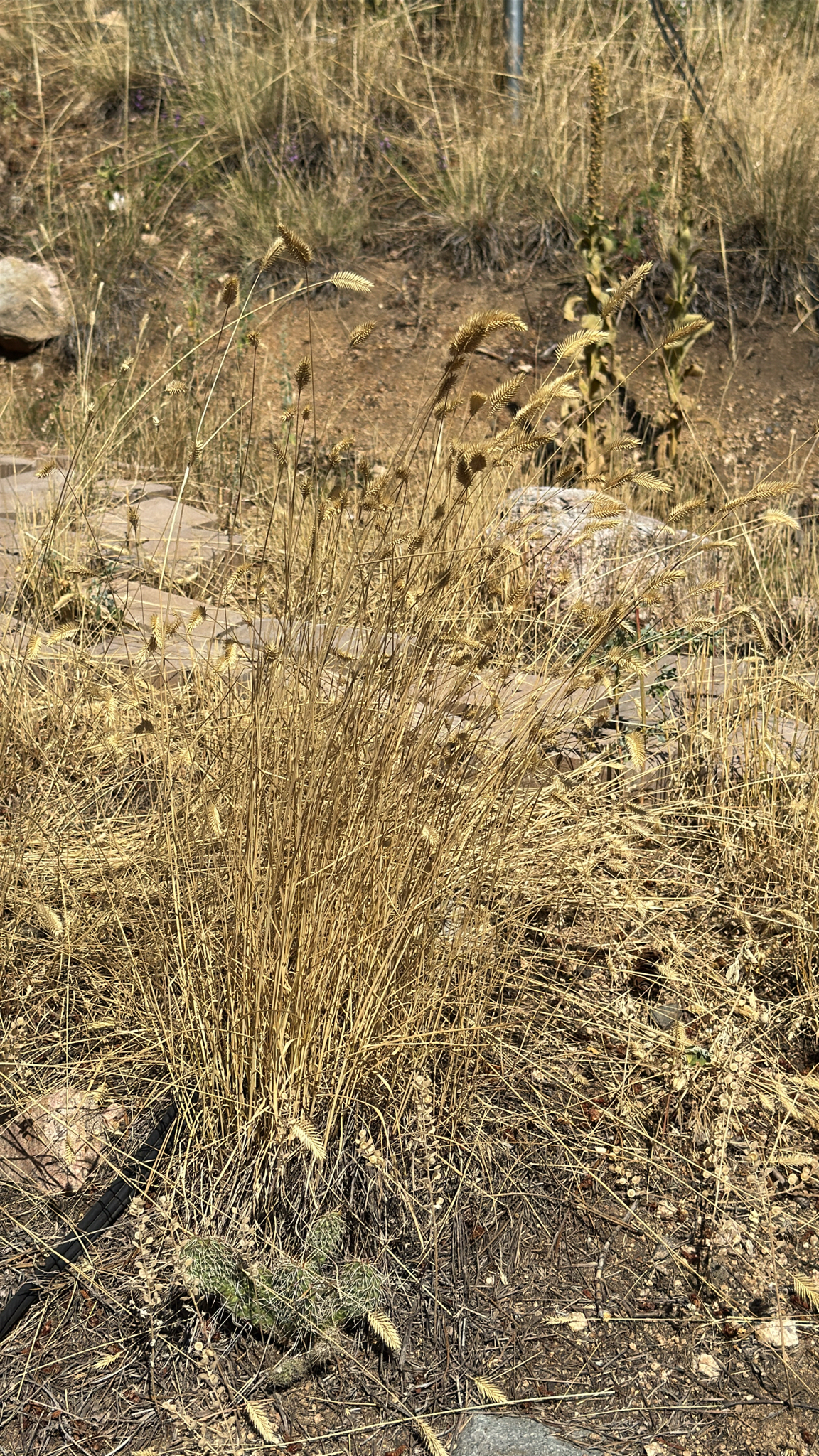 Agropyron cristatum