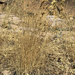 Crested Wheatgrass