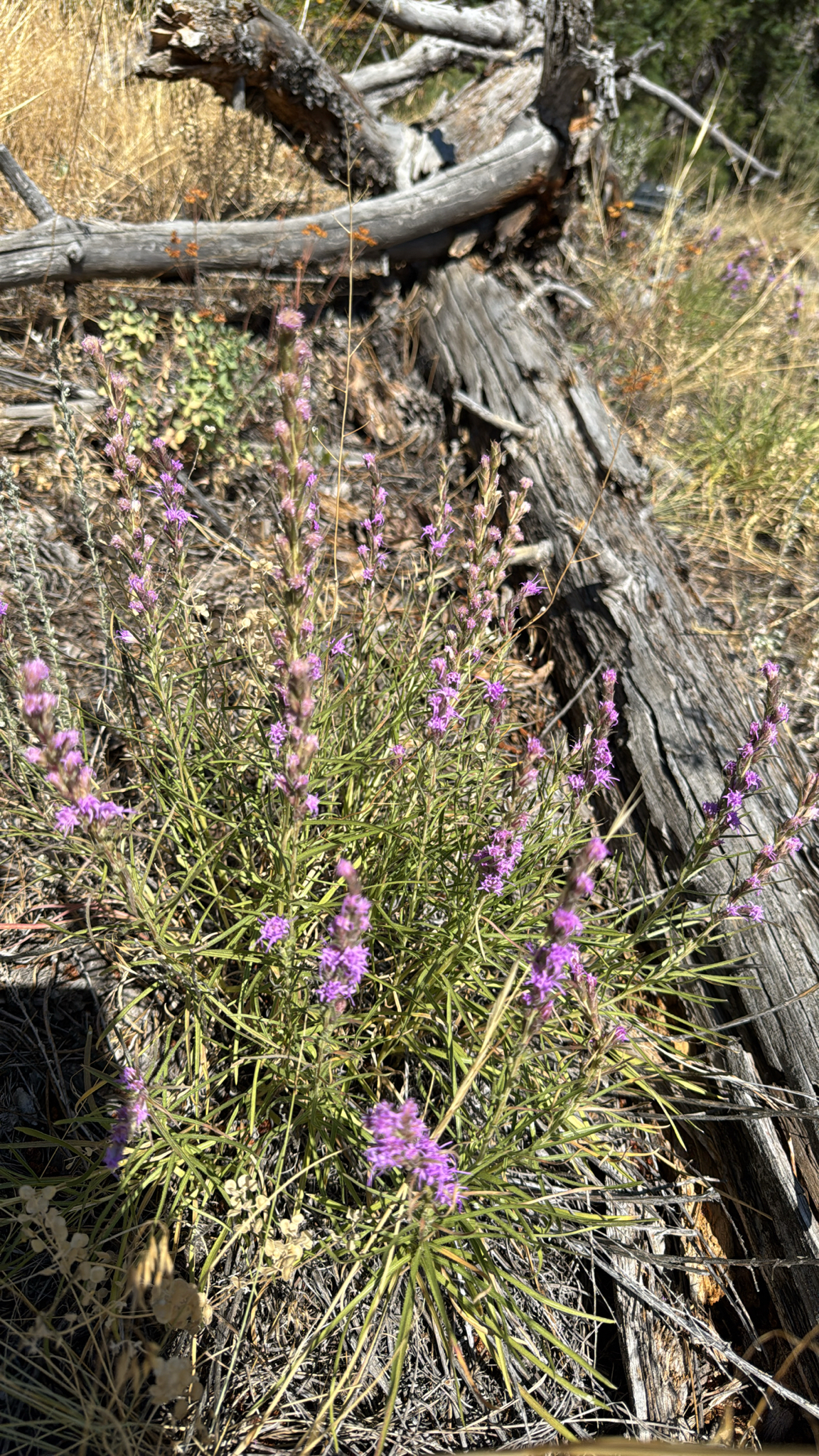 Liatris punctata