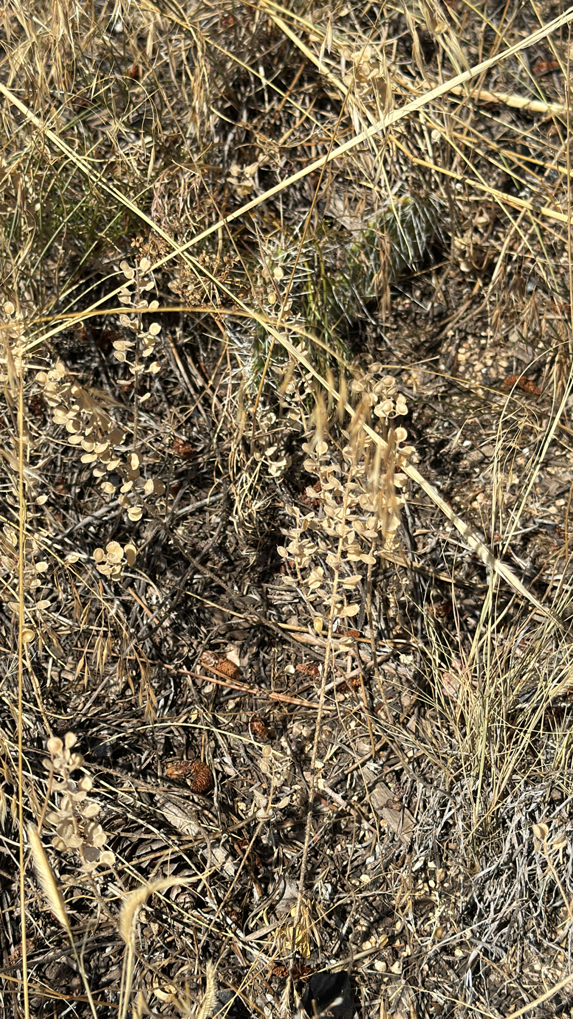Alyssum simplex