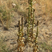 great mullein