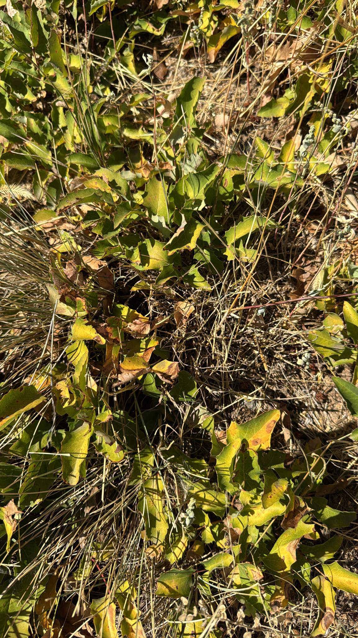 Berberis repens