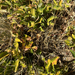 creeping mahonia