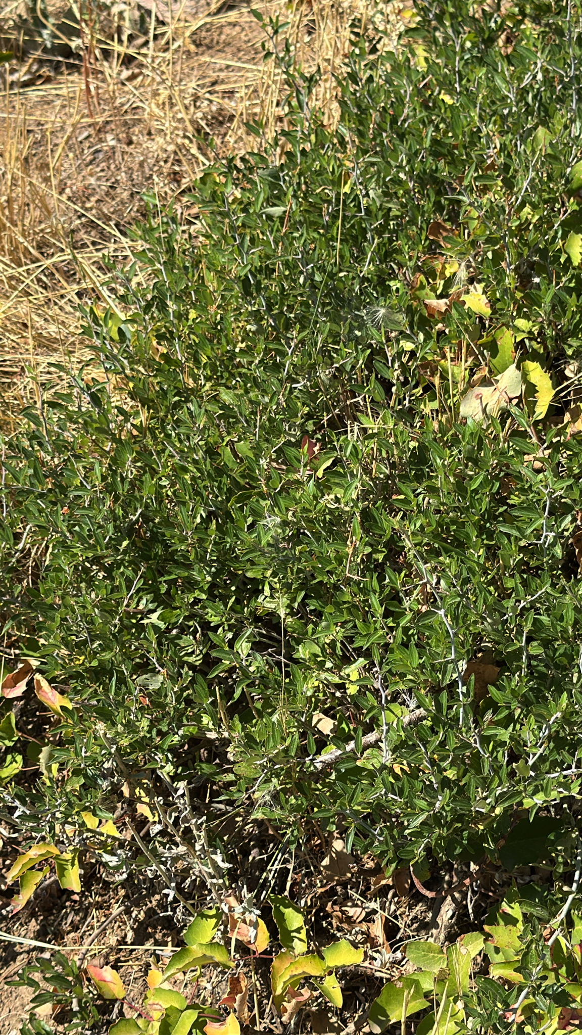 Ceanothus fendleri