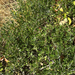 Fendler's ceanothus
