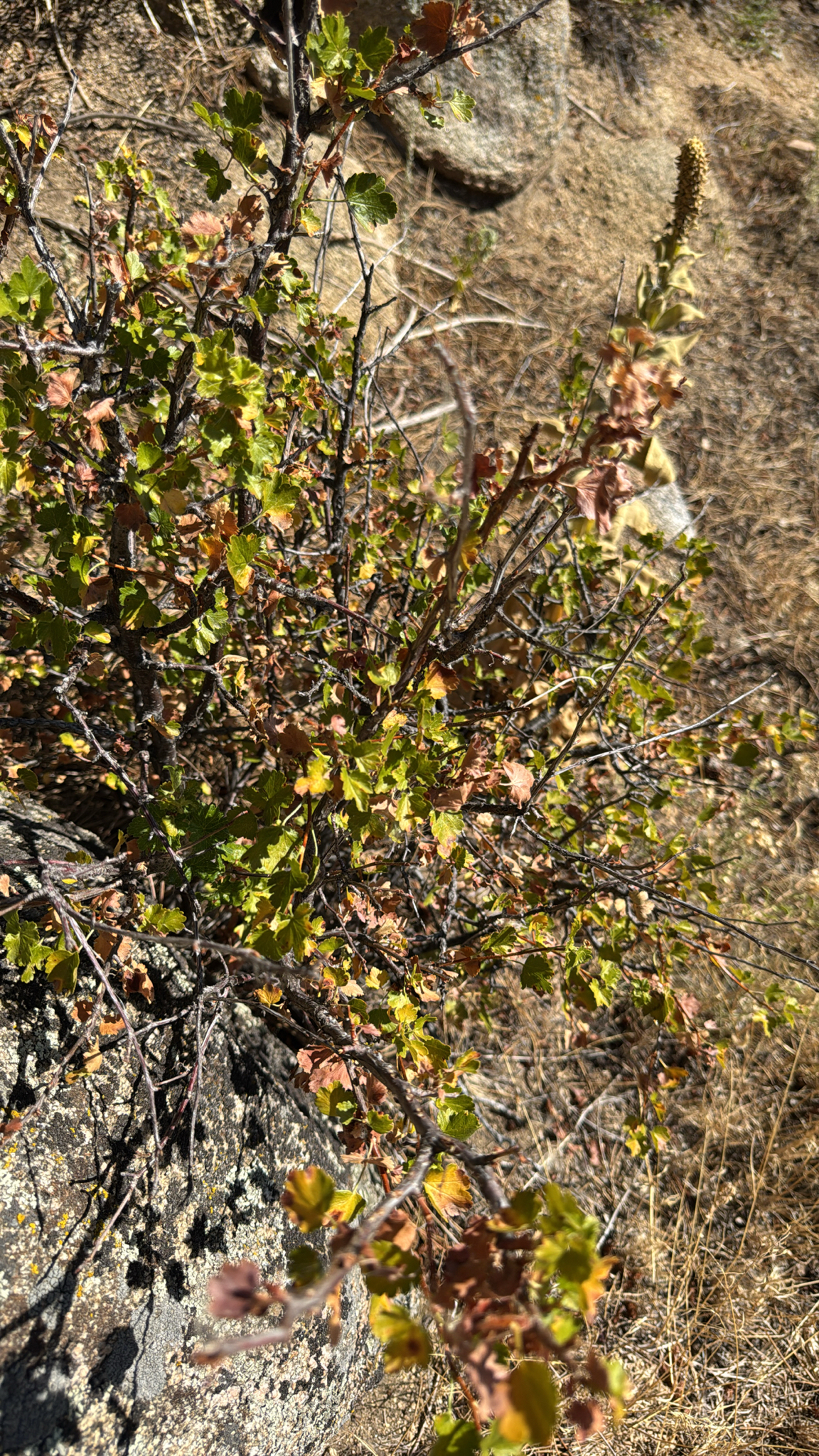 Ribes cereum