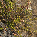 wax currant