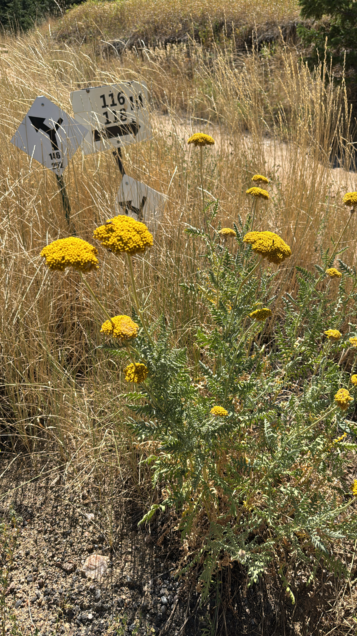 Achillea filipendulina
