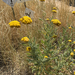 Fern-leaf Yarrow