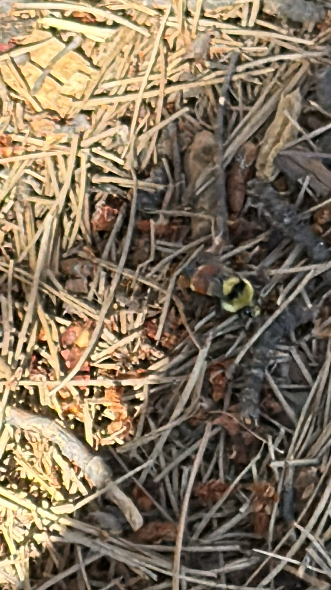 Bombus huntii