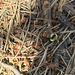 Hunt's Bumble Bee