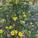 subalpine gumweed