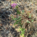 pinewoods geranium