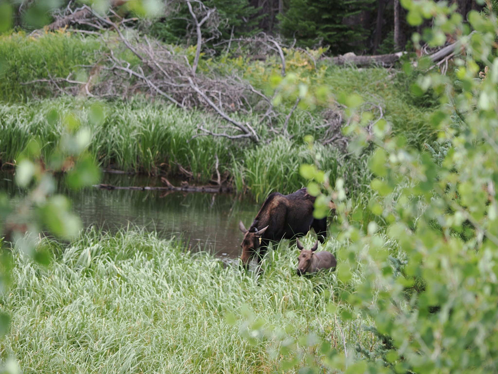 Alces alces