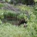 Moose