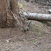 Fremont's Squirrel