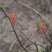 Wyoming Paintbrush