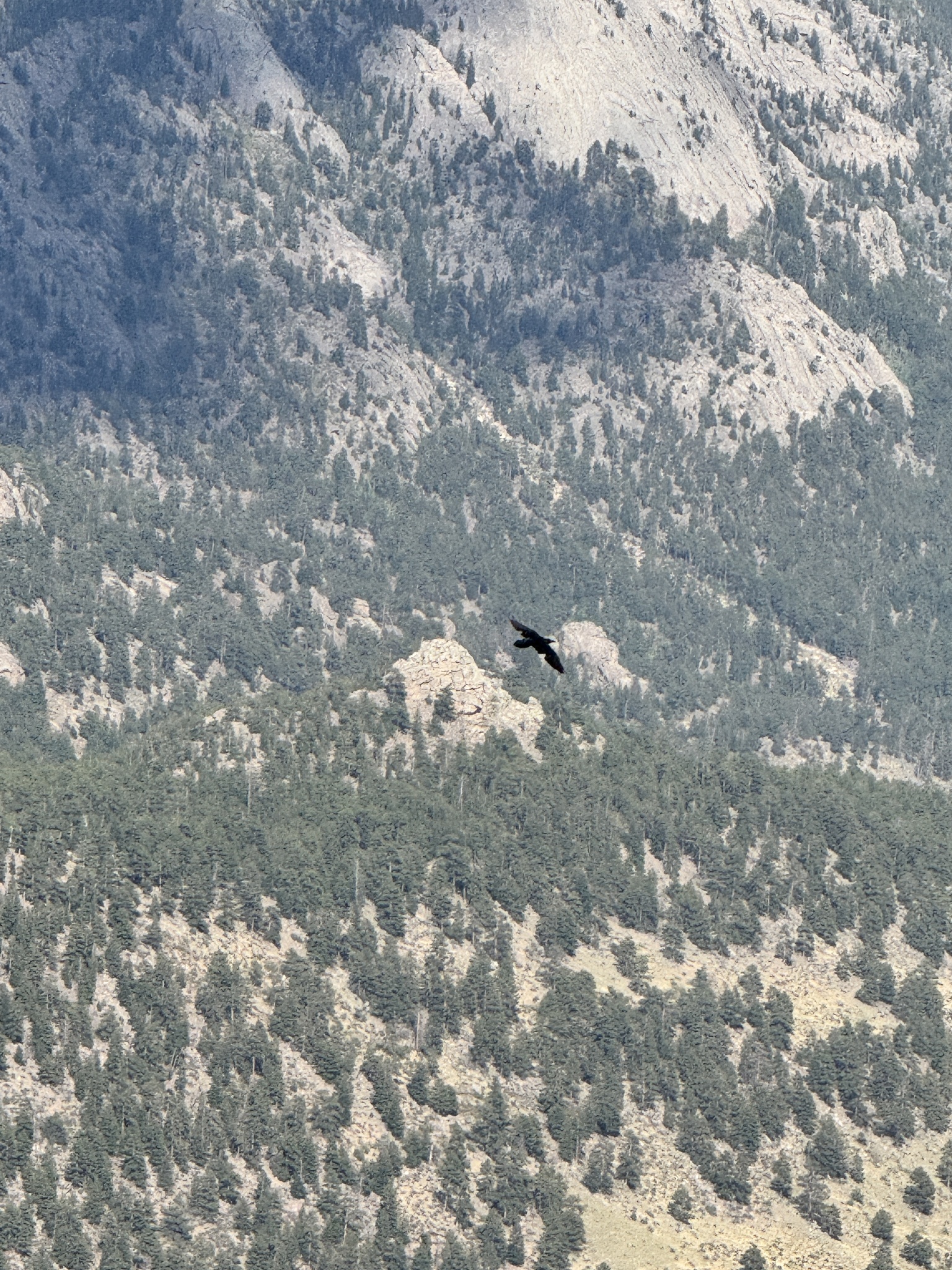 Corvus corax