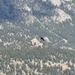 Common Raven