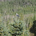 Clark's Nutcracker
