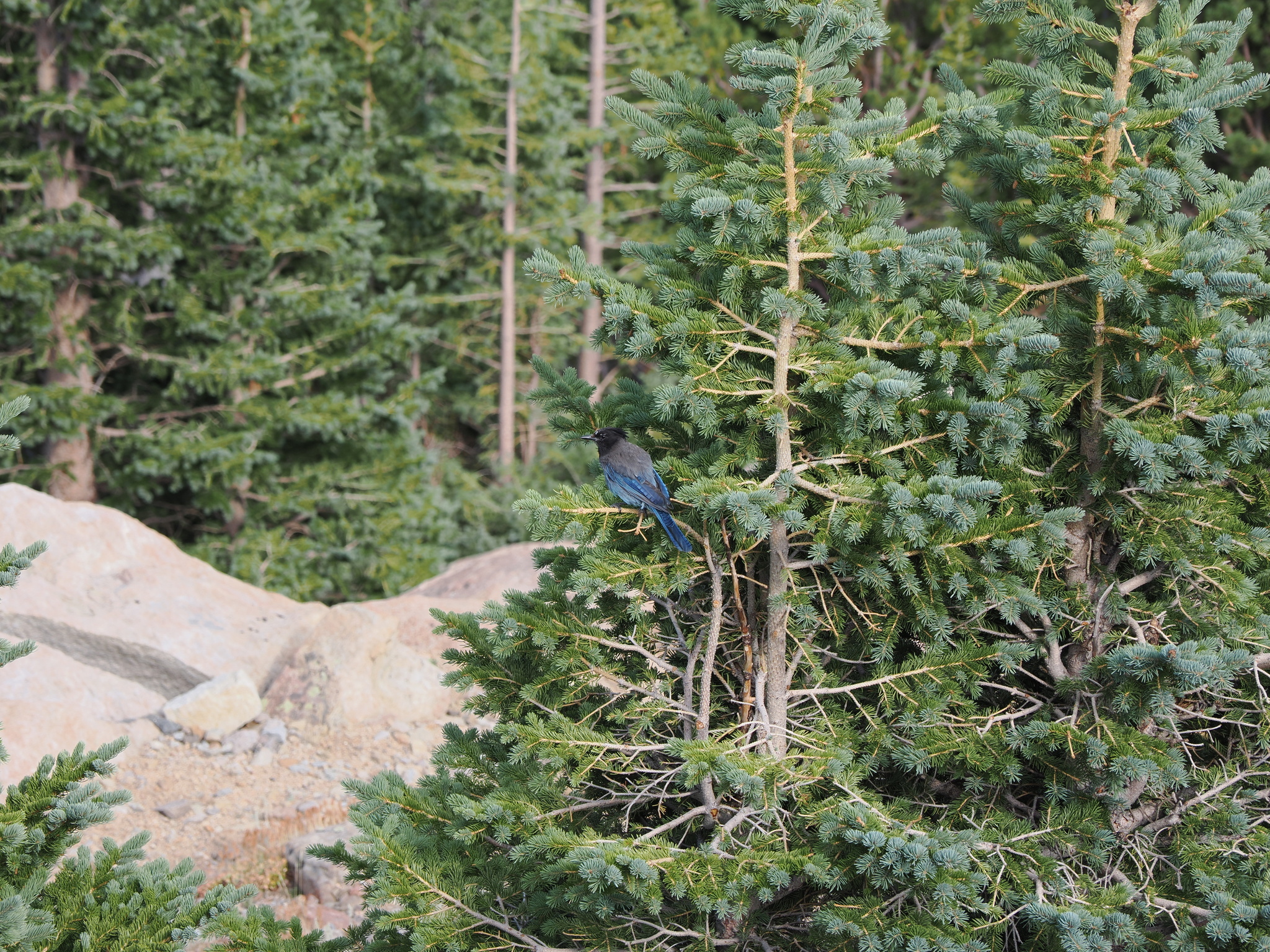 Cyanocitta stelleri