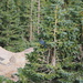 Steller's Jay