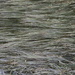 Narrow-leaved Bur-reed