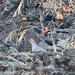 Mourning Dove
