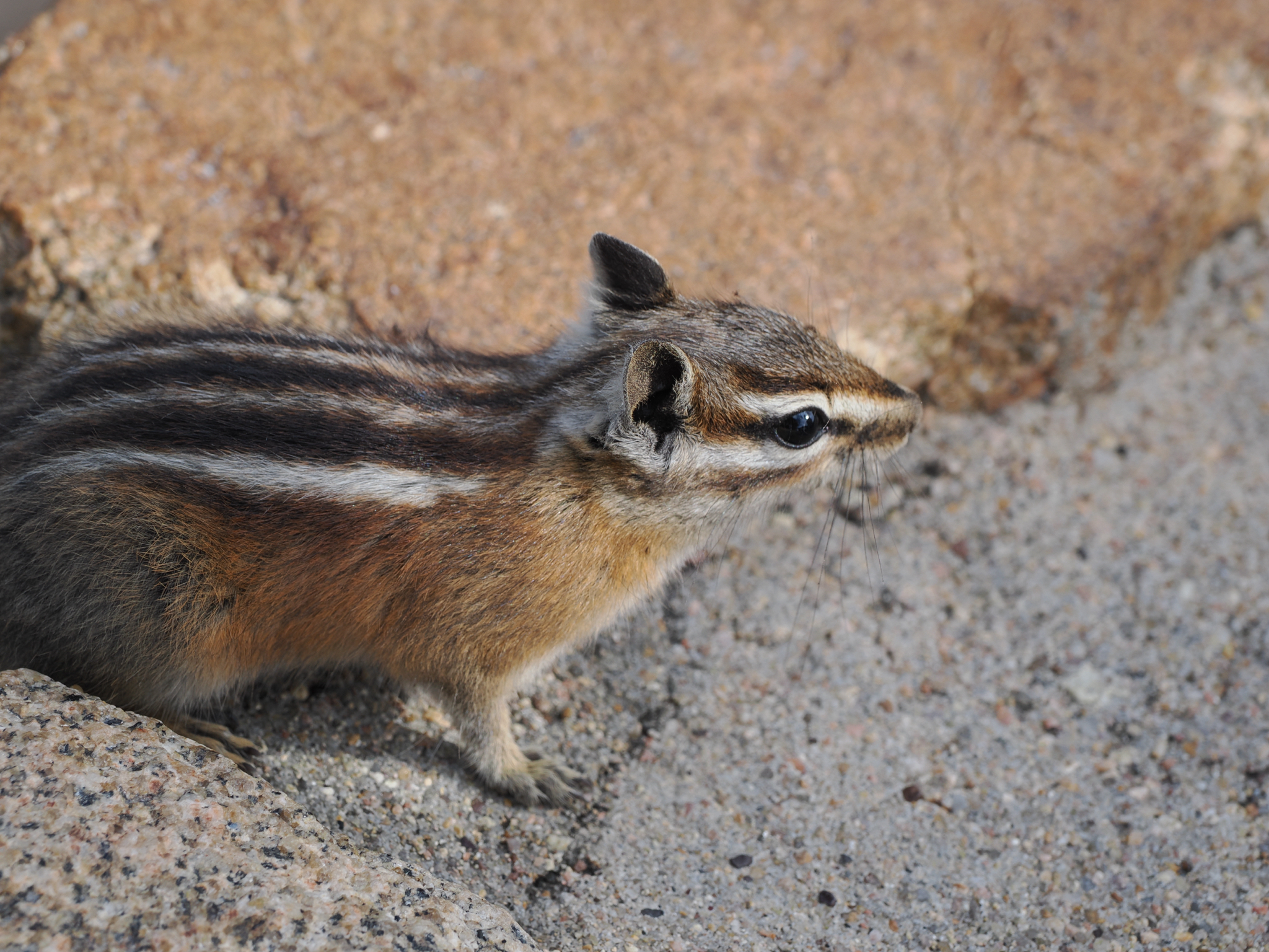 Neotamias umbrinus