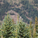 Clark's Nutcracker