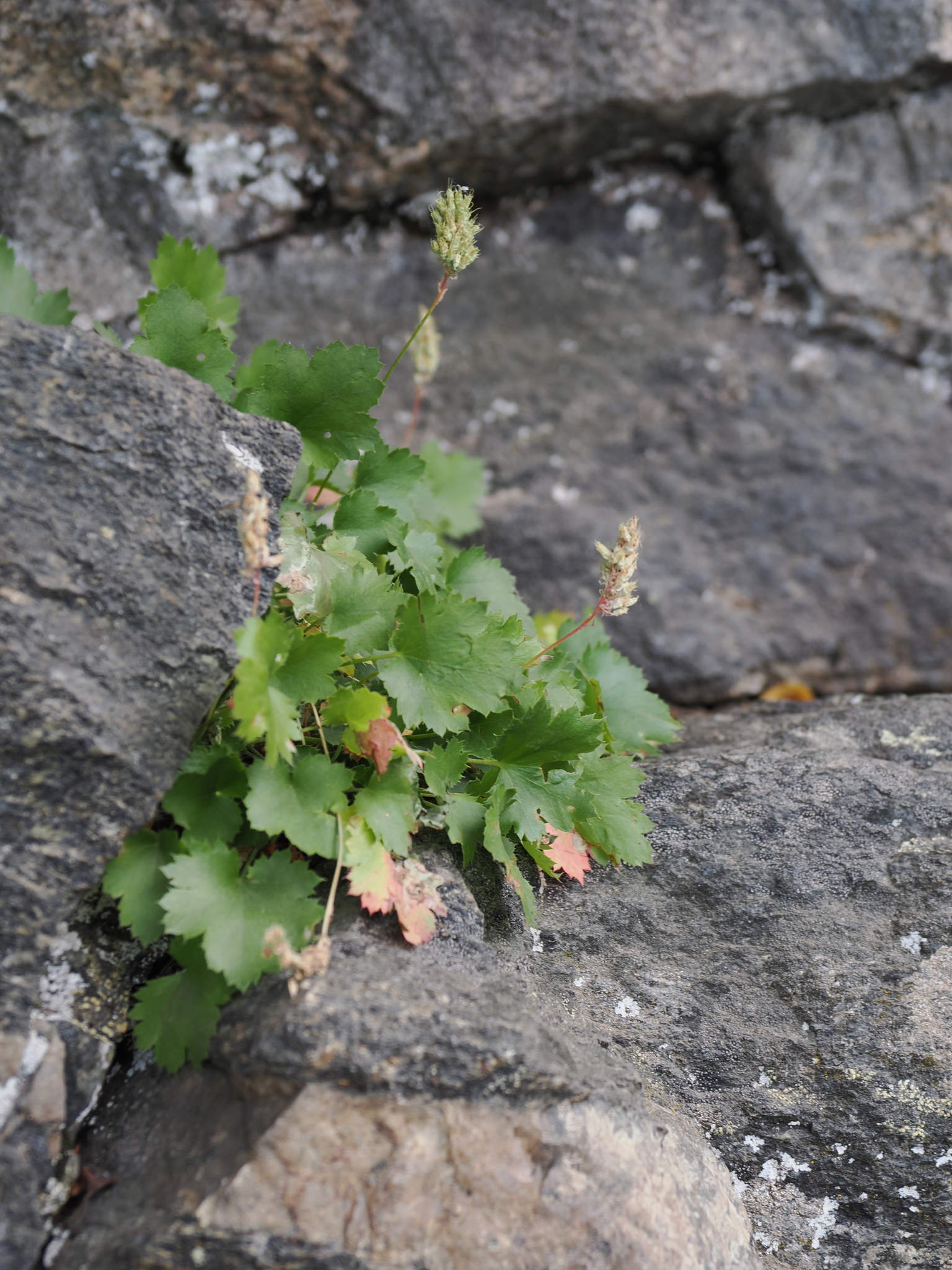 Heuchera bracteata