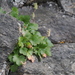 bracted alumroot