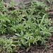 fragrant bedstraw