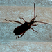 Western Conifer Seed Bug