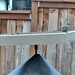 House Finch