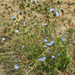 chicory
