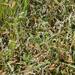 swamp smartweed