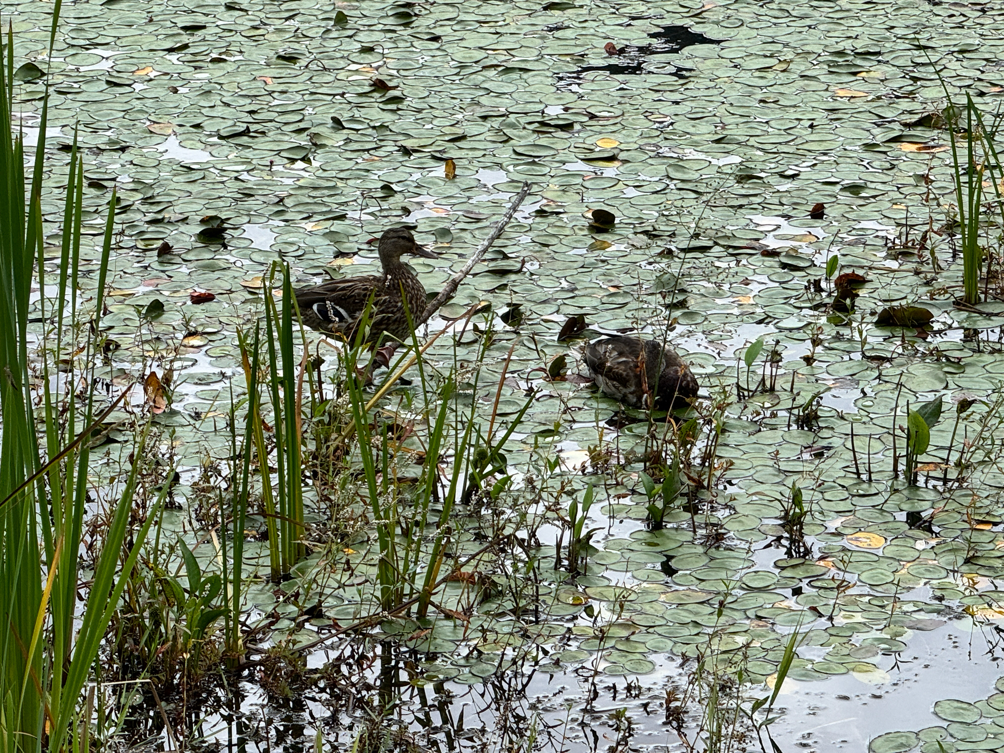 Anas platyrhynchos