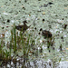 Mallard