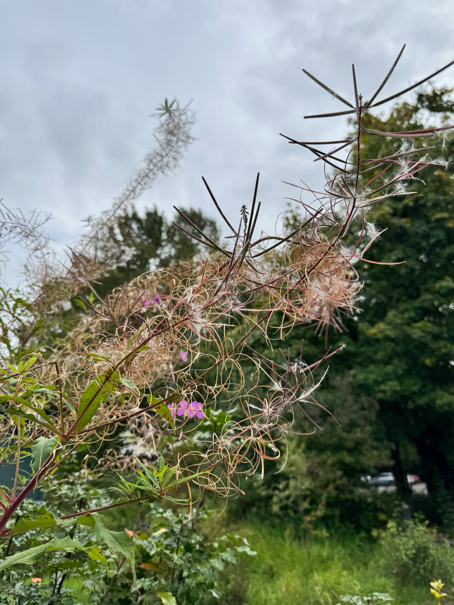 Chamaenerion angustifolium
