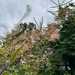fireweed