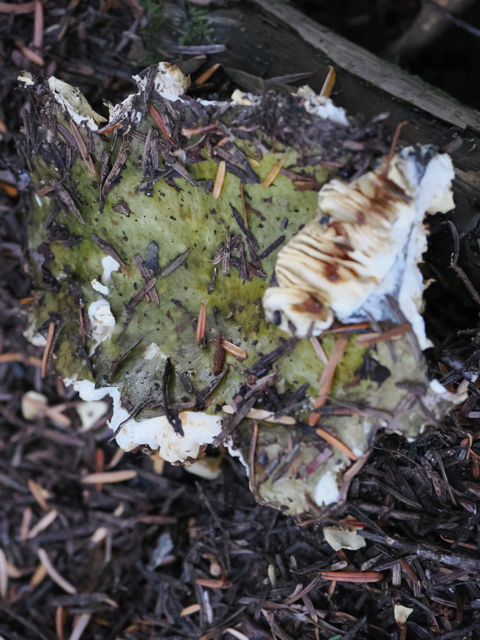 Russula aeruginea