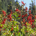 Sitka Mountain-Ash