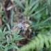 Woodland Skipper