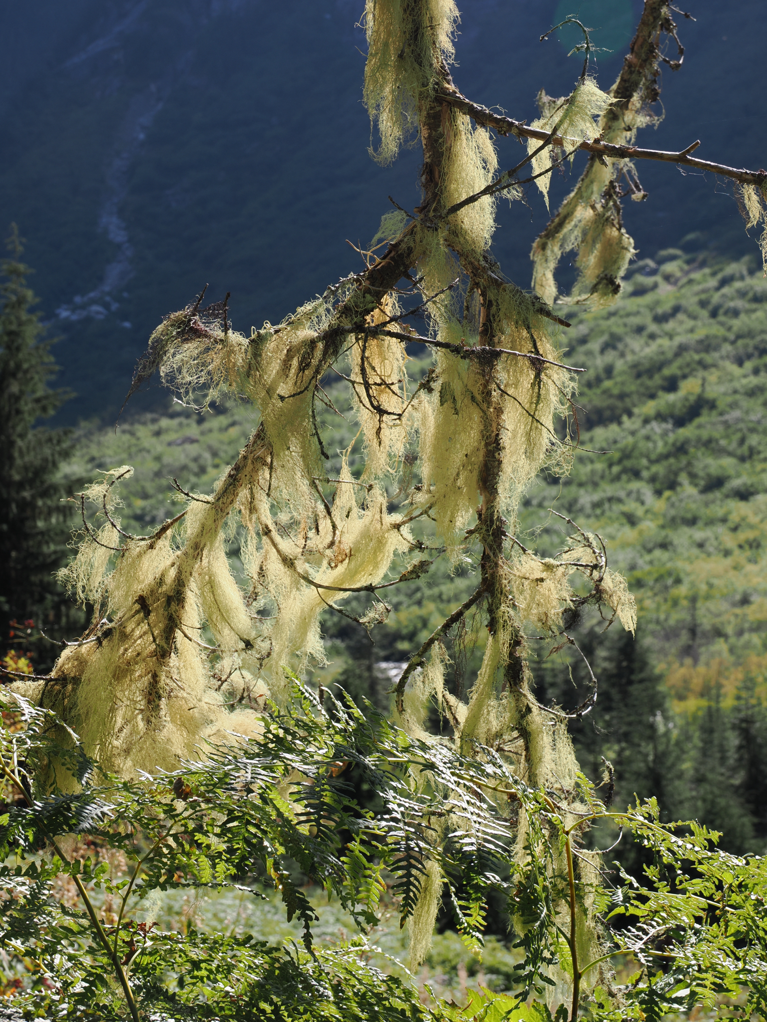 Usnea barbata